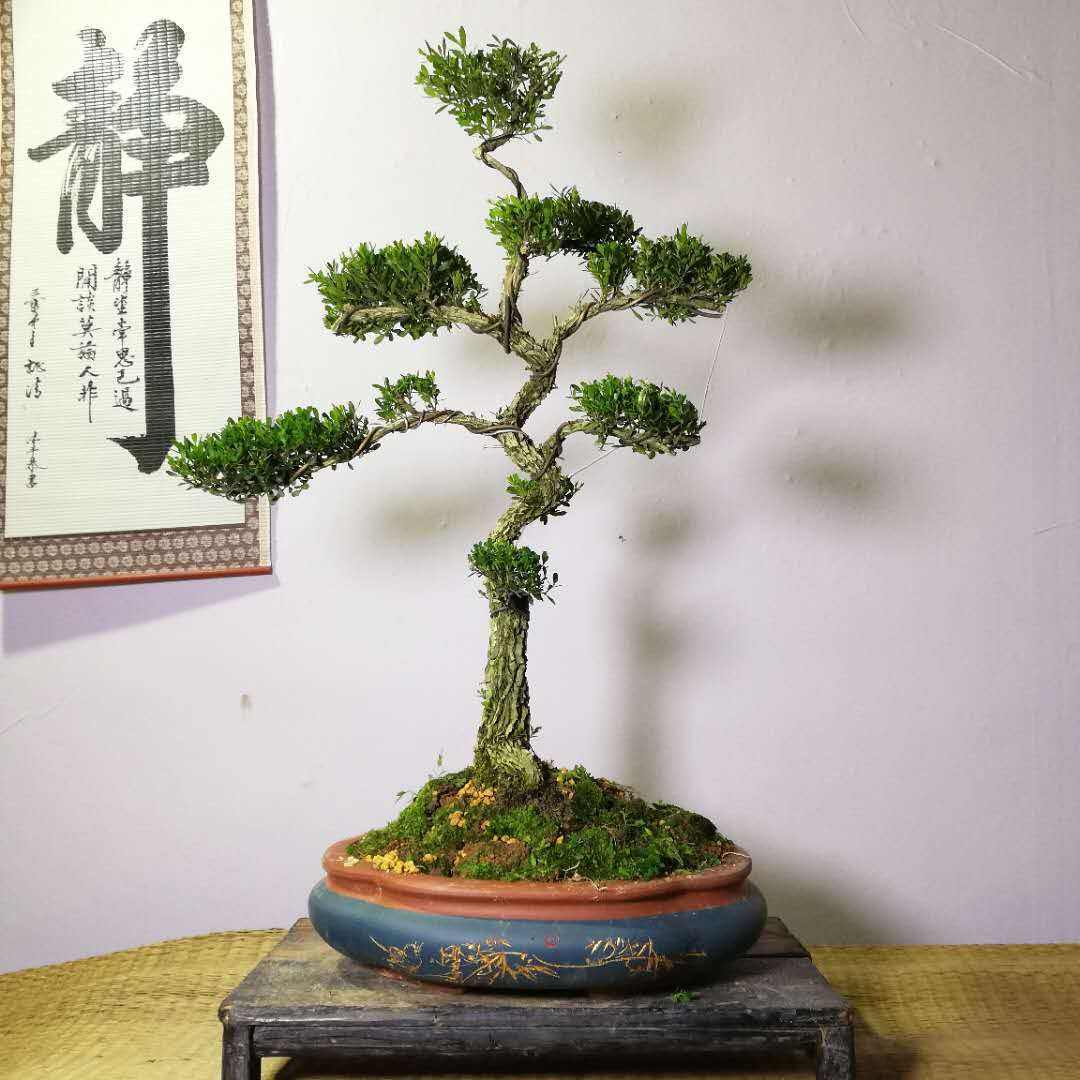 这4种绿植一定要养,四种最好养的盆景树