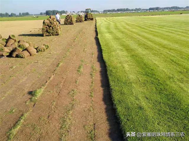 紫塞明珠,紫塞明珠苗木基地在哪里