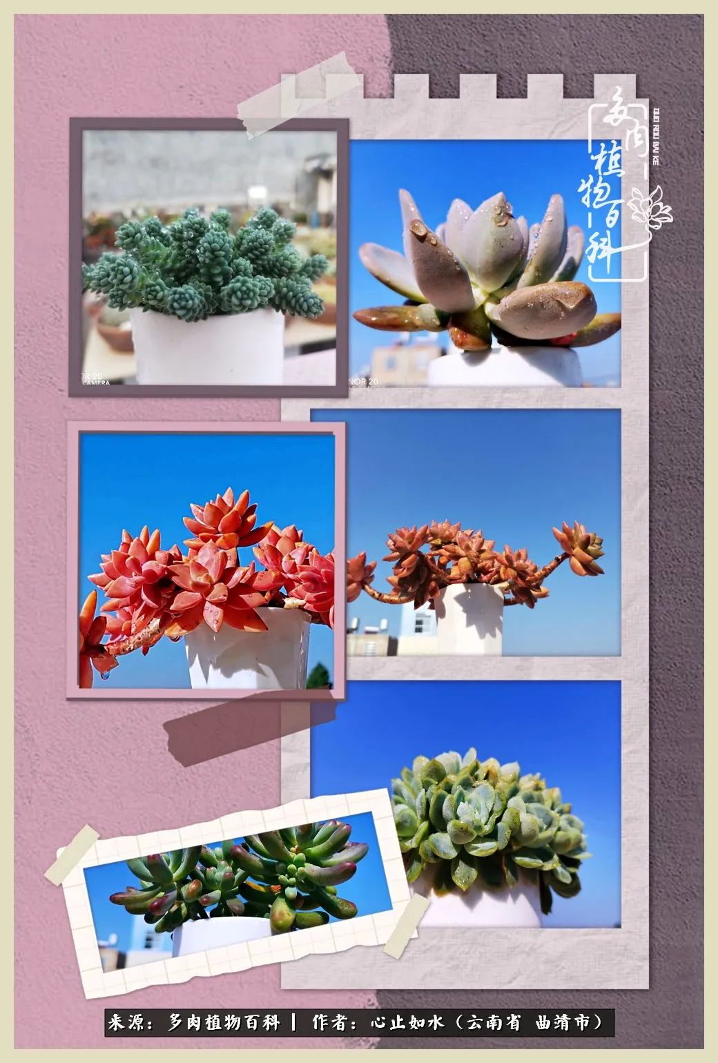 景德镇精品拇指多肉盆,轻奢多肉拇指盆3.5