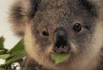 耳科医生管掏耳朵吗,经常用棉签掏耳朵会有耳屎吗