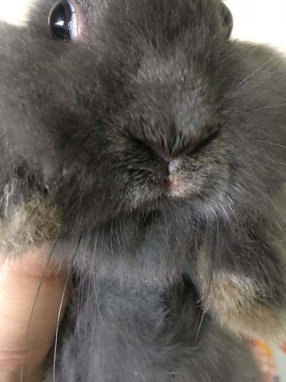 兔巴氏杆菌病用什么疫苗,幼兔如何预防和治疗巴氏杆菌