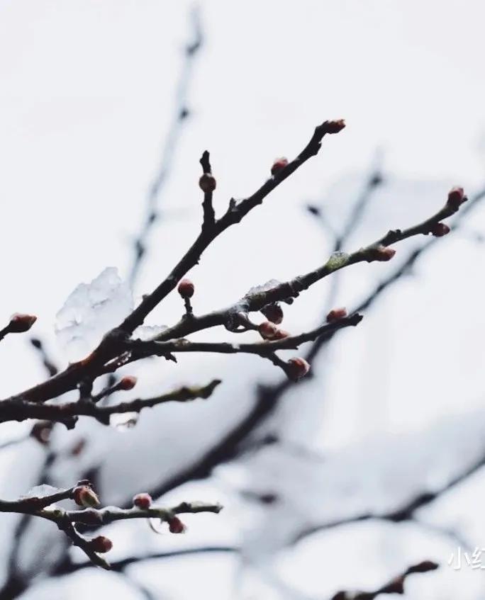 南京大学金陵小学怎么样,南京金陵小学仙林湖校区学费