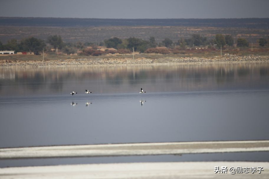 宁夏候鸟,候鸟监测简报