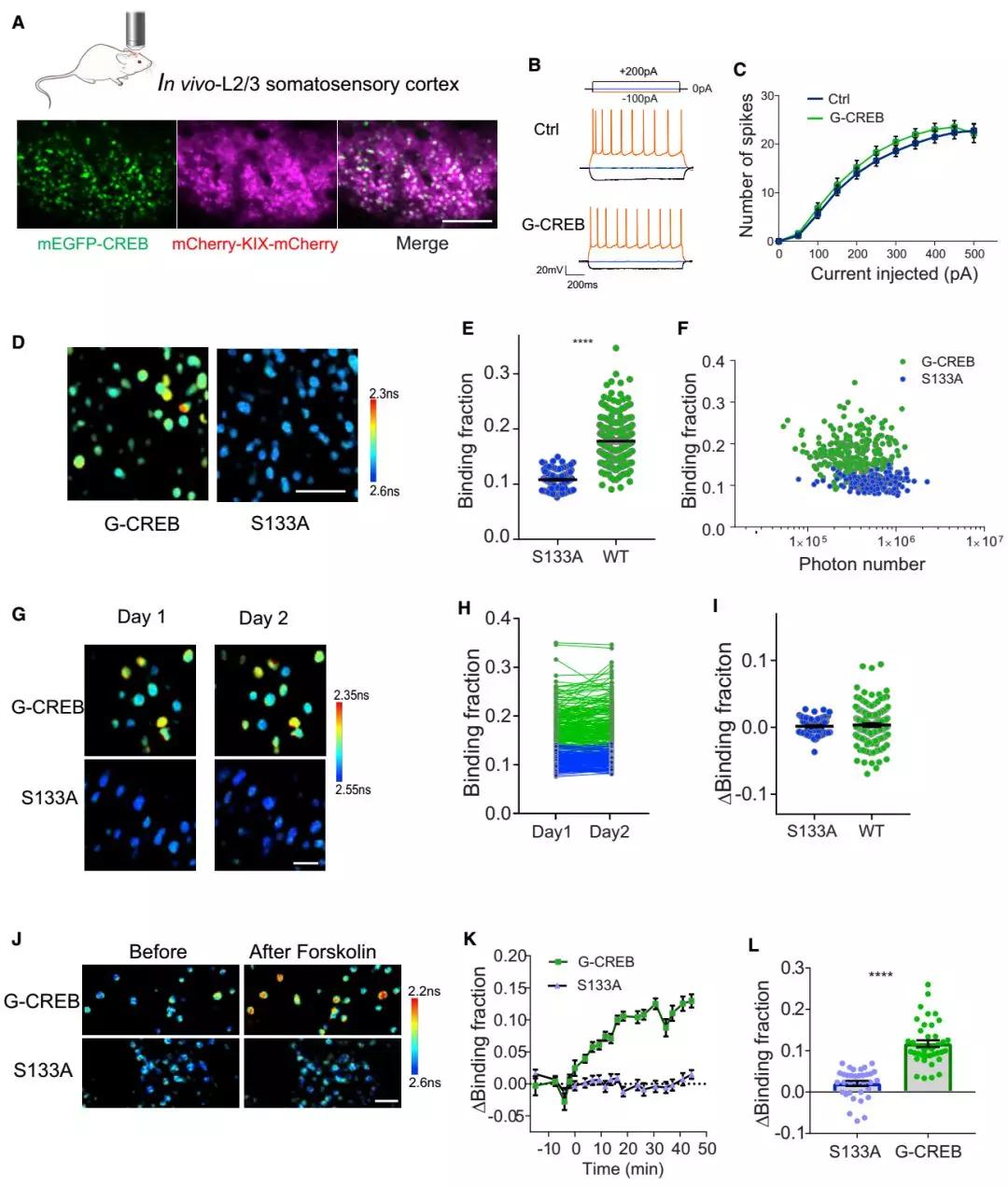 脑科学日报最新视频,论述大脑半球和认知的关系