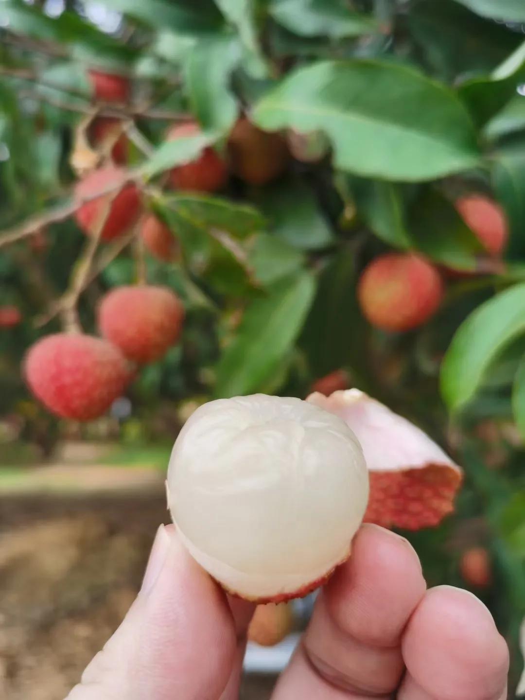 茂名荔枝的前世今生，果大肉脆汁多清甜，最好吃的还是桂味荔枝