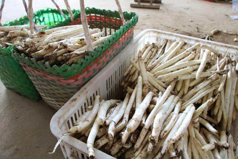 外销转内销微山芦笋种植基地里采收忙