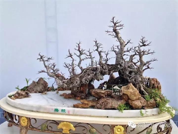 苍劲古朴挺拔有力的老桩盆景欣赏,老态龙钟盆景作品欣赏