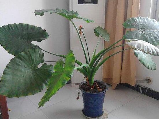 滴水观音放卧室对人体有什么伤害,滴水观音放在房间里对身体有害吗