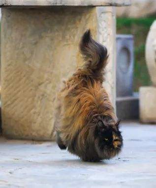 世界名猫品种大全及图片,玳瑁滚地锦能生出什么猫