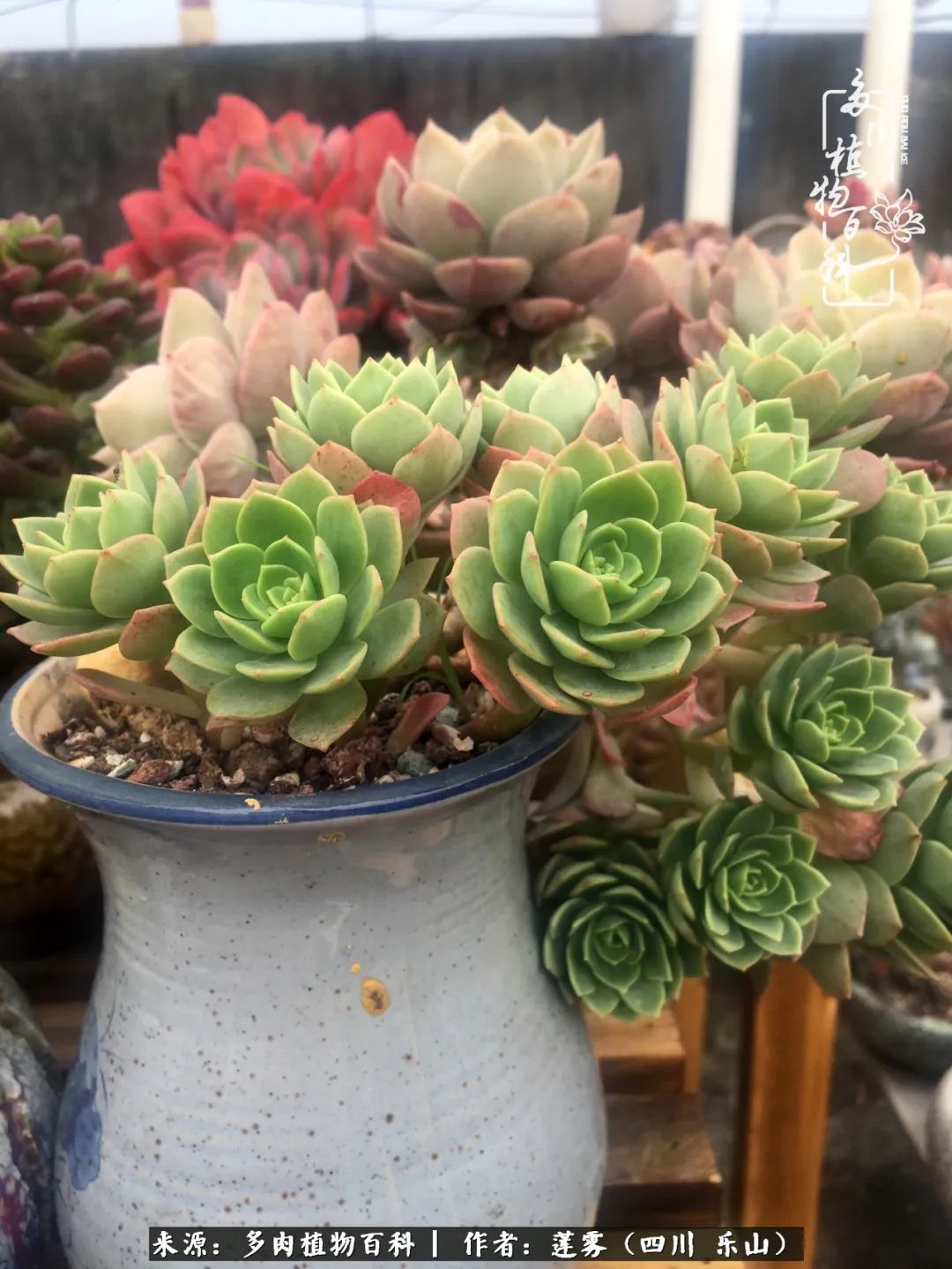 治愈系多肉精灵,初冬携一抹暖阳与多肉相伴