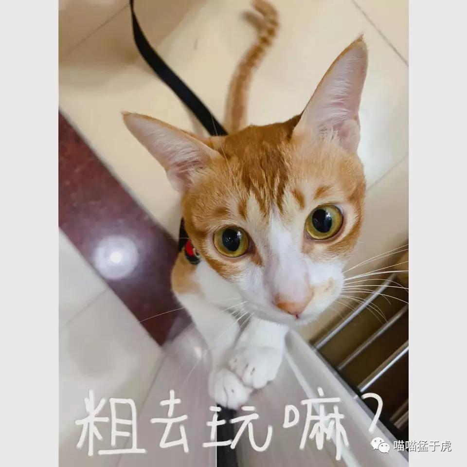 治疗猫咪抑郁症的四个方法图,猫抑郁的最佳治疗方法