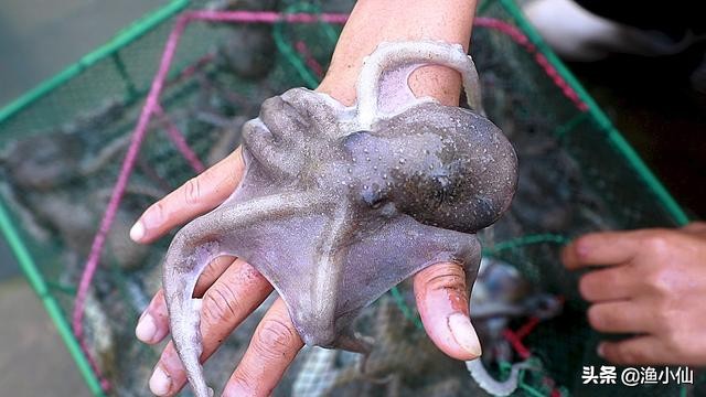 章鱼八爪鱼鱿鱼墨鱼乌贼怎么区分,一张图鱿鱼章鱼八爪鱼墨鱼的区别