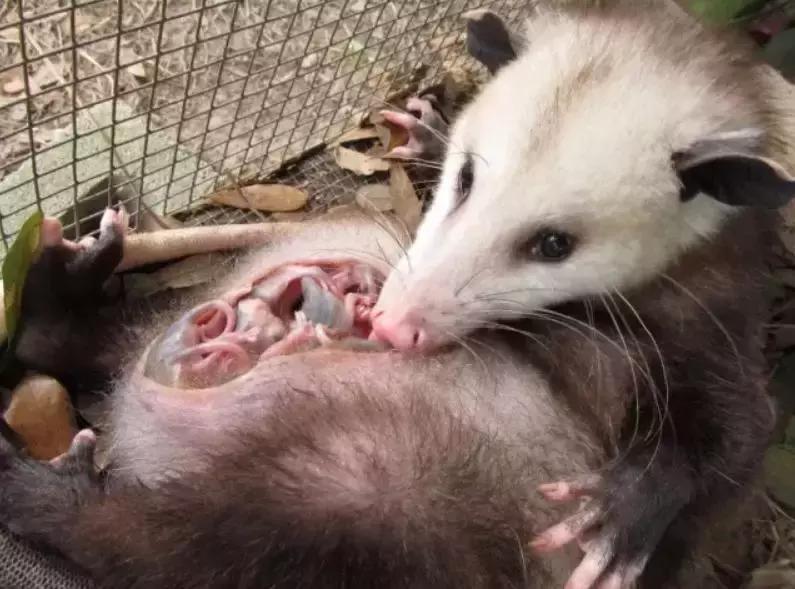 两个眼睛都是斗鸡眼是不是聪明,一对斗鸡