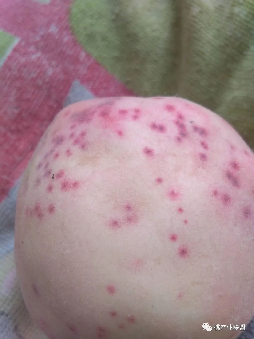 桃树幼果期是防治病虫害最重要的时期