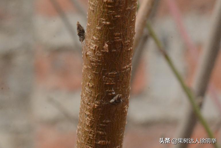 中桃金魁桃特性,桃是浆果类水果