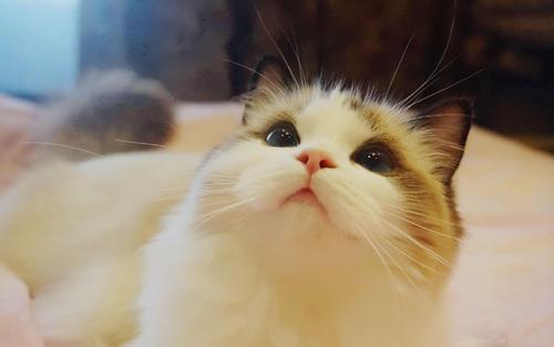 饲养布偶猫禁忌吃什么,饲养布偶