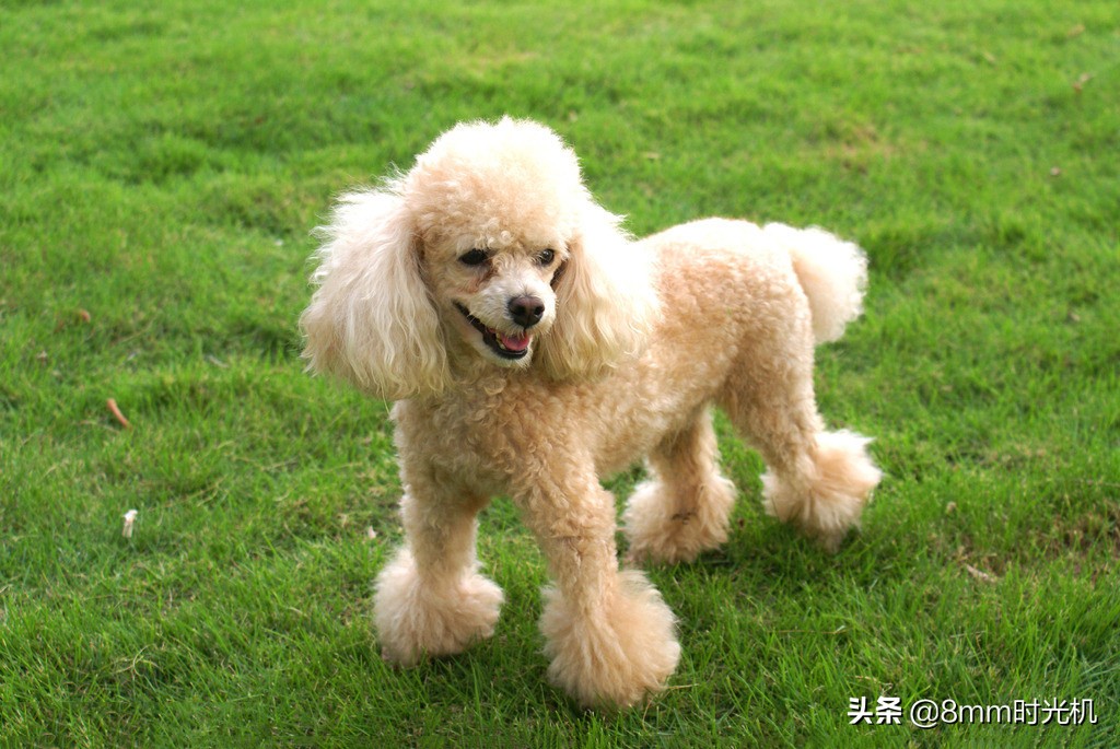适合家庭养的狗小型犬,适合家庭喂养的小型犬有哪些