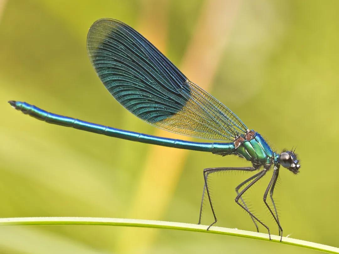 菜园里有白色的小飞虫,菜园里的神奇昆虫在哪里