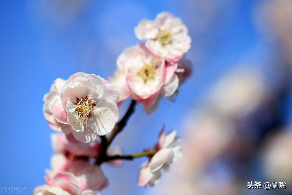 列子原文及译文朗读,列子杨朱篇译文