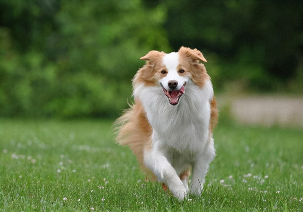 清理狗狗化脓伤口的正确方法,养宠知识宠物狗泪痕怎么处理掉