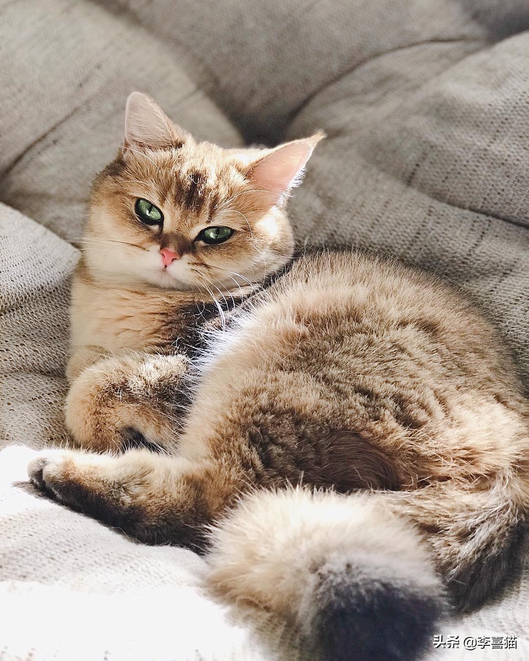 辟谣：自己养的猫随便摸？撸猫要讲究方法，不然就是在消耗信任度