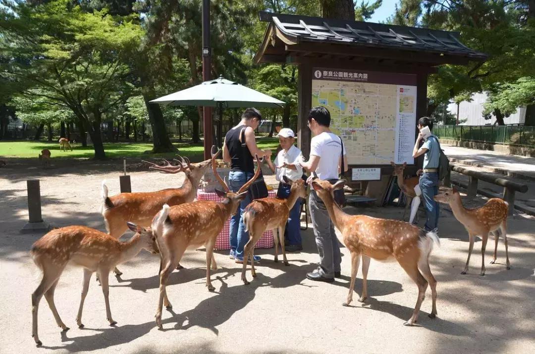 日本奈良的鹿有多厉害,日本奈良梅花鹿