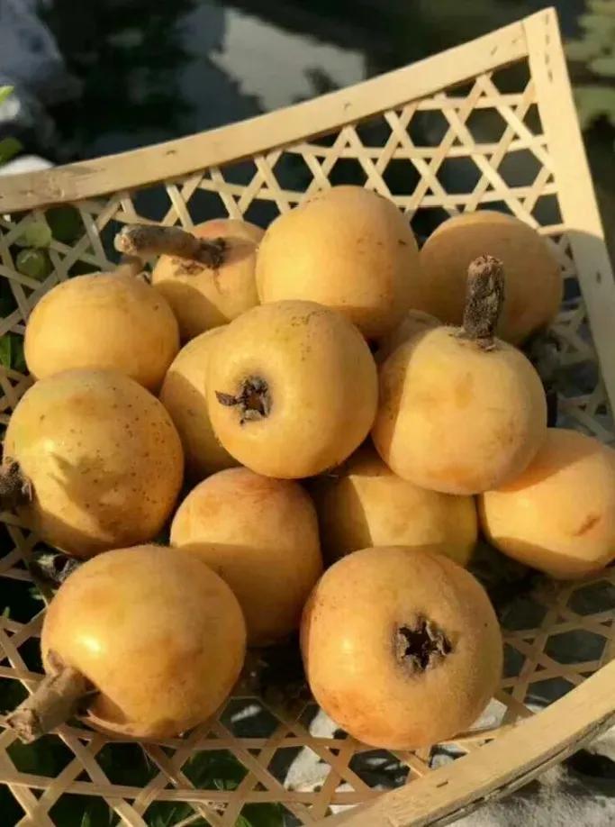 快乐的苏州西山农家乐之旅,苏州西山农家乐自驾游攻略图