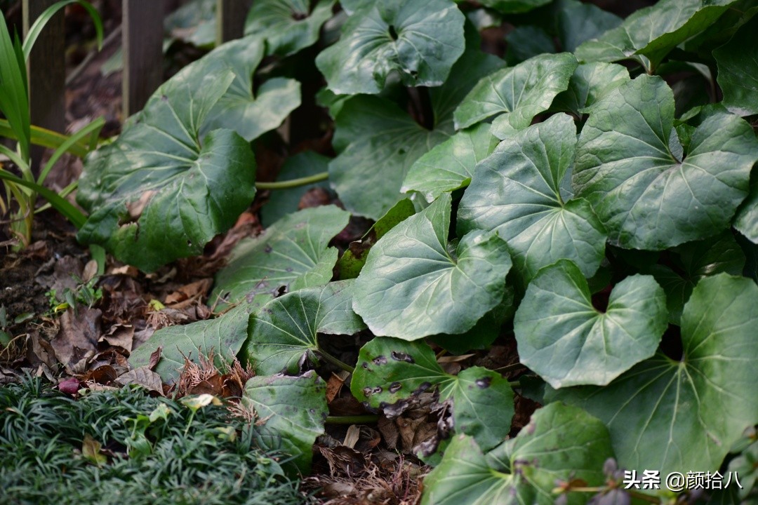 零下9度来袭，花园里的绿色是那么动人|园丁