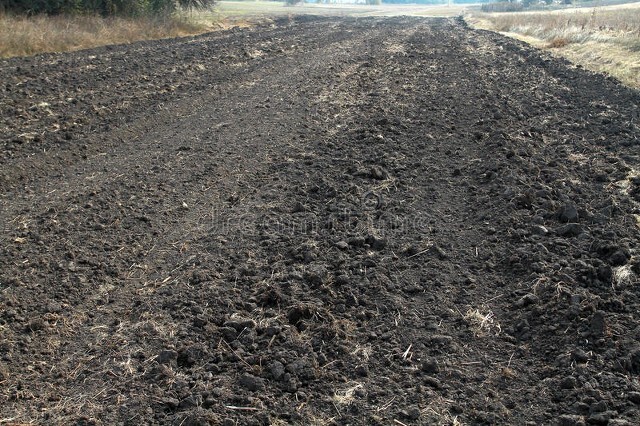 今年秋季庄稼雨水咋样,今年雨水多小麦播种还需要镇压吗