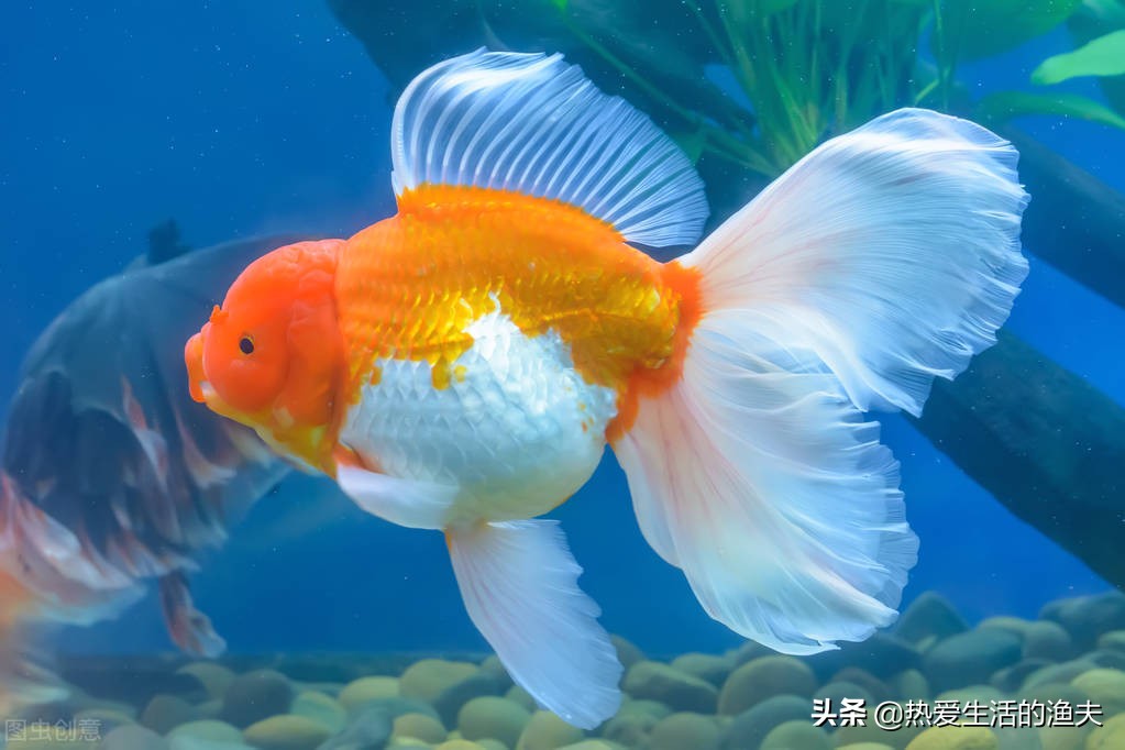 哪种金鱼好看好养,金鱼哪个品种比较好养还好看