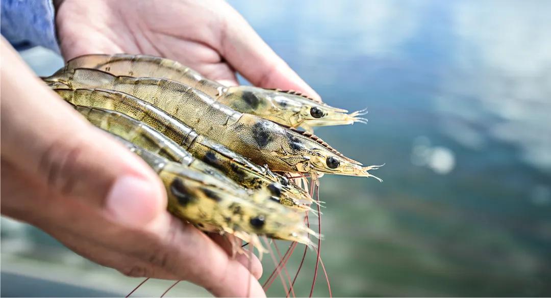 所有虾类哪种更好吃些图片,给你科普一下虾的种类