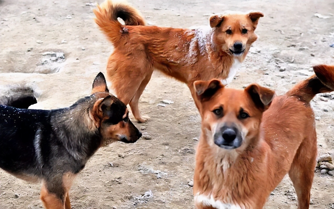 狗狗做错事假装把它丢出门外,狗子不听话可以送出去吓唬它吗