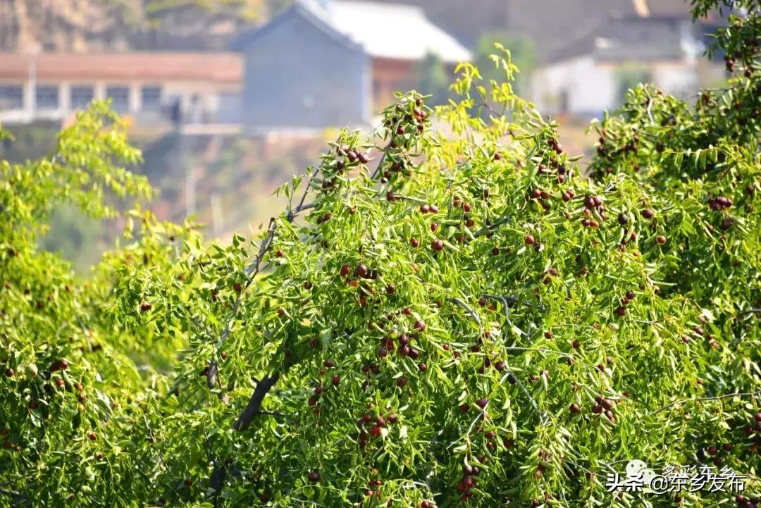 东乡县唐汪镇杏花果脯厂,临夏东乡唐汪镇