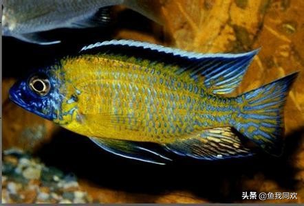 三湖慈鲷误区,三湖慈鲷底砂粪便怎么处理