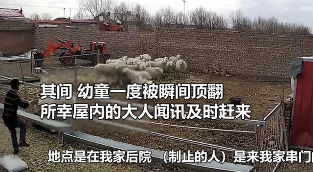 凶悍公羊顶撞幼童，小羊羔欲施救，网友直呼可以吃“清炖羊肉”了