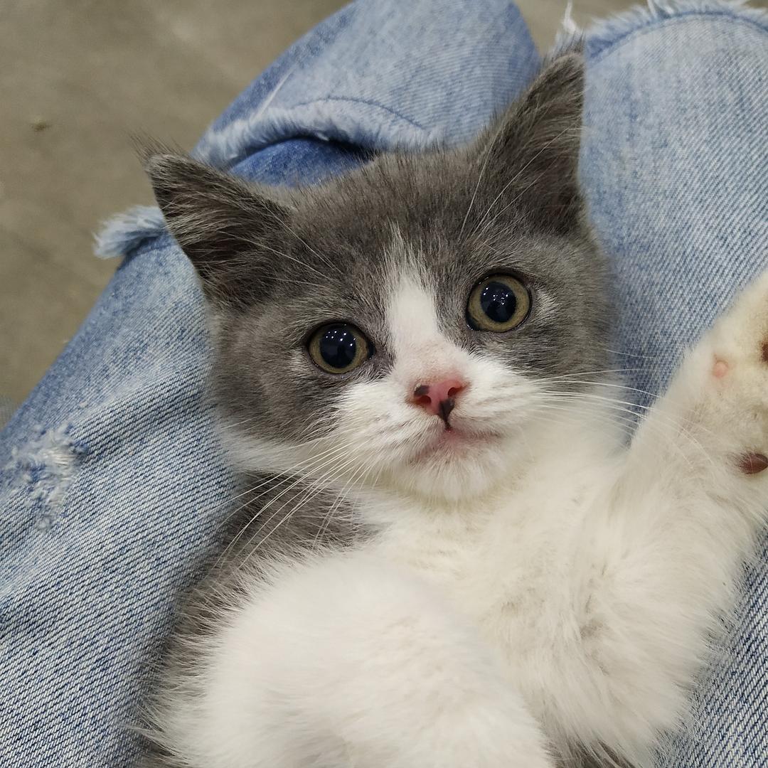 养英短的好处,养英短的好处和坏处