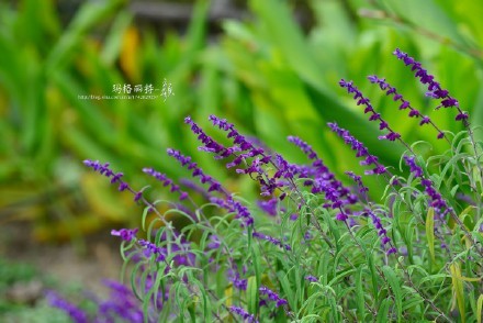 西餐香草大全及用途视频,好吃的西餐料理有哪些