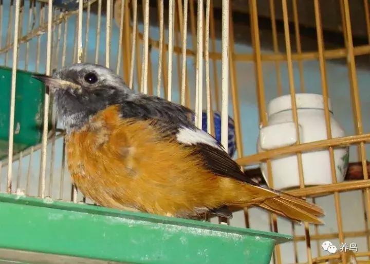 鸟儿放养是什么意思啊,关于小鸟的对话