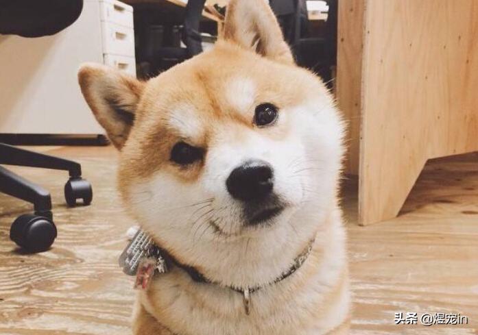 小区狗狗随处大小便怎么办,怎么让狗狗不随地大小便教程