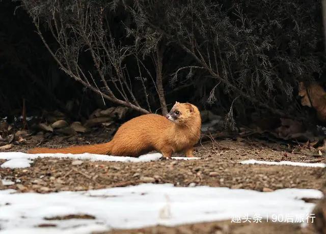 黄鼠狼为什么不能吃,为什么说黄鼠狼不能吃