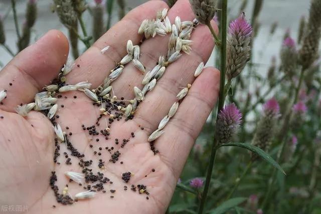 青葙子功能主治,黄连薄荷青葙子
