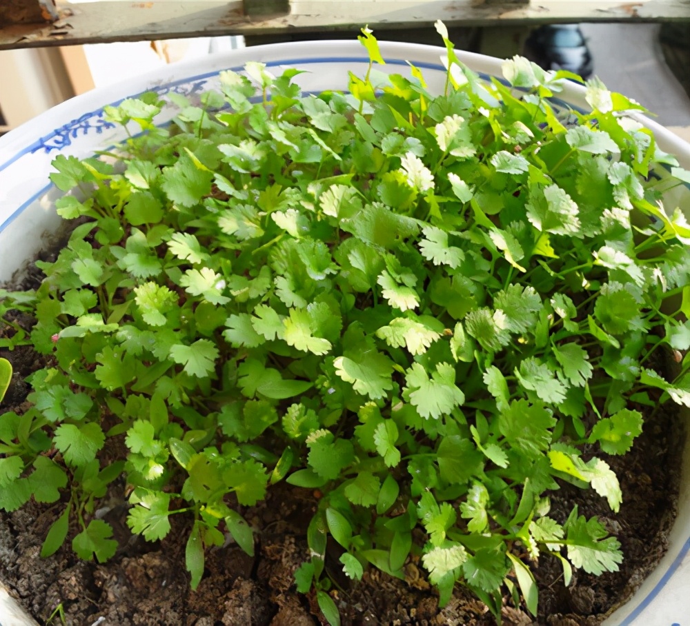 养花种菜再也不用担心土壤问题了,养花种菜怎么浇水好用