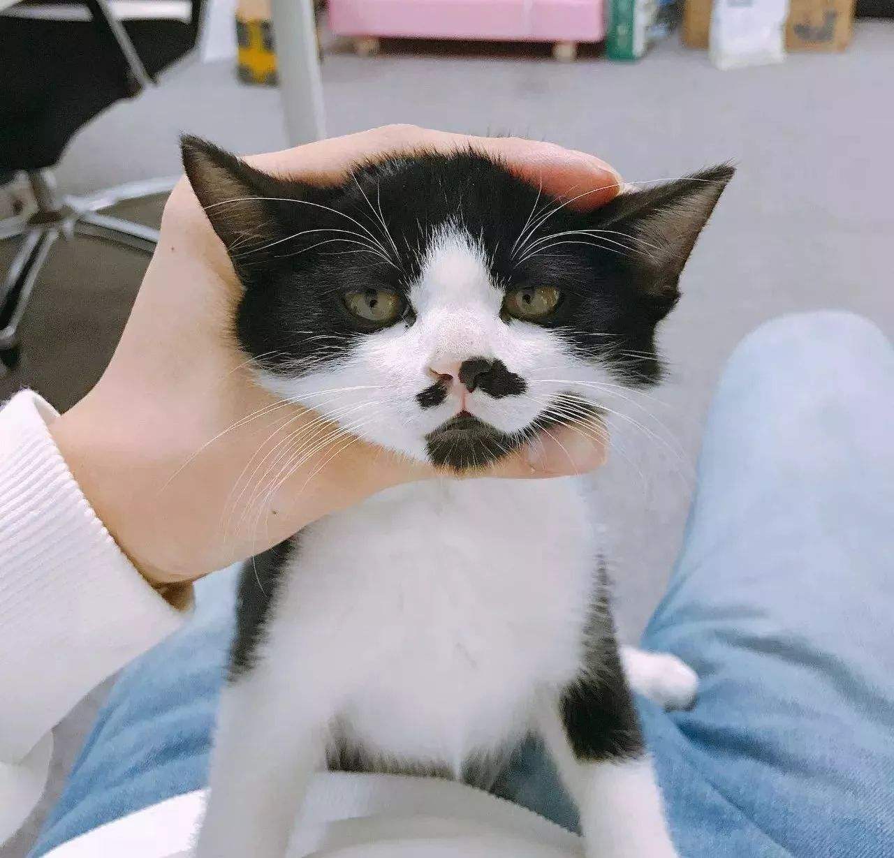 为什么不能剪猫咪的胡须,铲屎官是不是不能铲的太勤