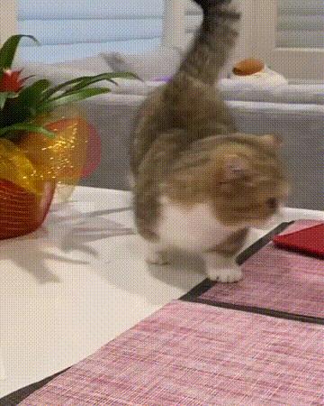 脾气比较暴躁的几种猫新手不要养,猫咪最怕的几种猫