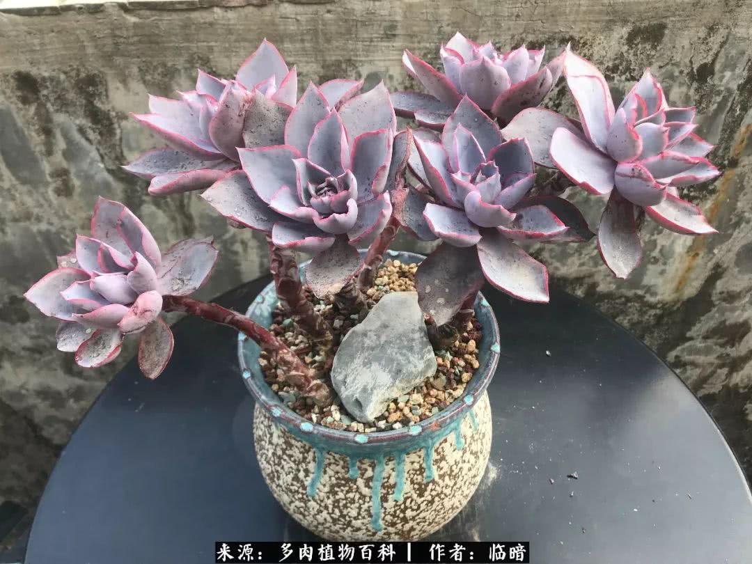 多肉带给我的感情,多肉给人们带什么作用