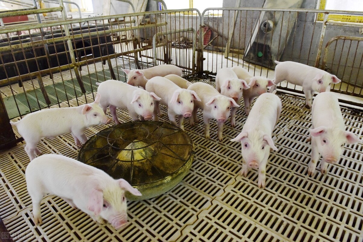 猪拉稀怎么治效果最快好,猪拉稀怎么治最快最有效