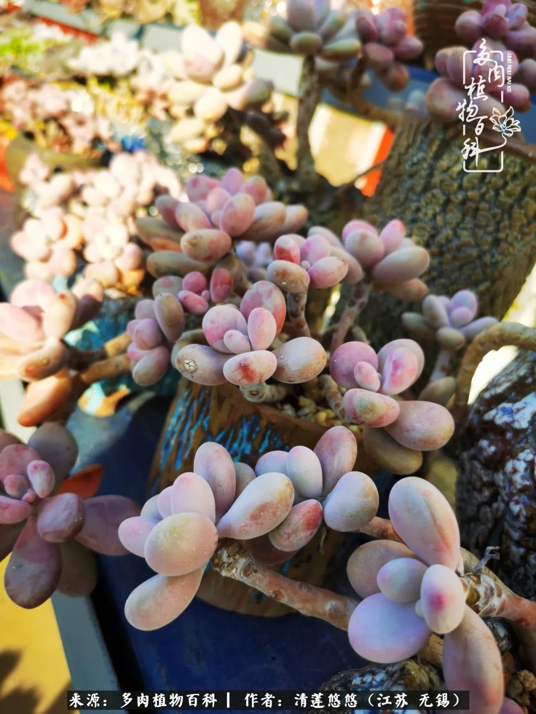 可爱多肉的露脸照,多肉大合照视频