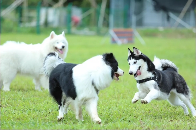 可以去玩的宠物乐园,1000平宠物乐园