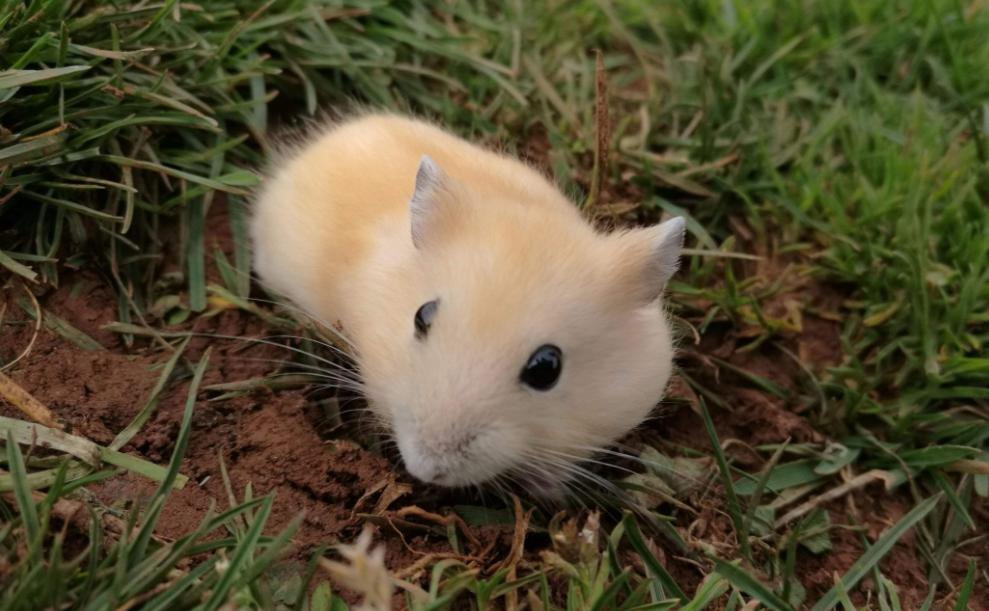 养仓鼠新手要注意的几个,养仓鼠要记住的几件事