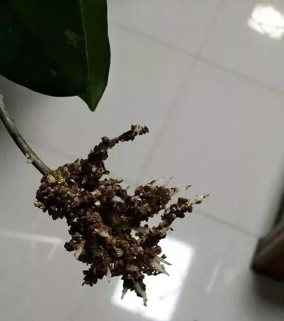 这6种花给点水就爆盆懒人必备,插枝最好养的四种花
